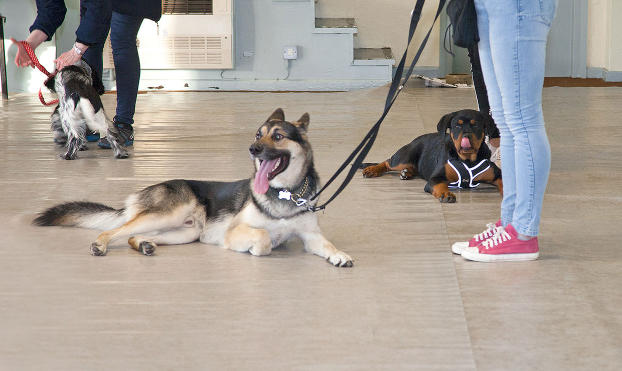 Southport Alsatian Training Club